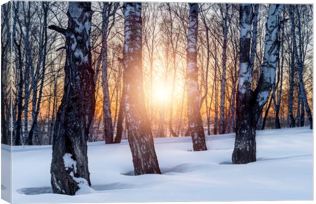 Birch trees and setting sun in winter forest Canvas Print by Dobrydnev Sergei