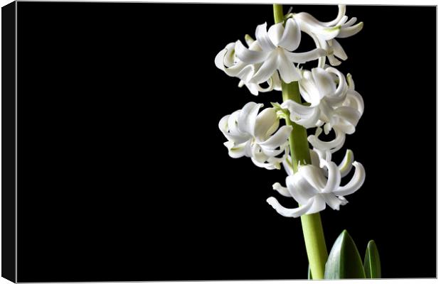 Tender white flowers of hyacinth Canvas Print by Dobrydnev Sergei