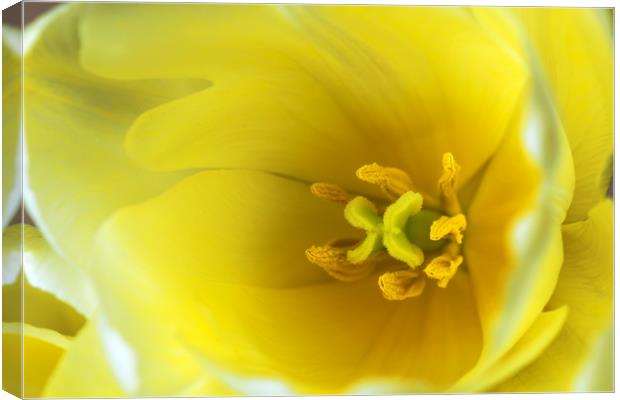 Yellow tulip  Canvas Print by Dobrydnev Sergei