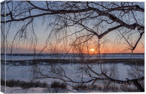Birch tree and setting sun on a winter evening Canvas Print by Dobrydnev Sergei