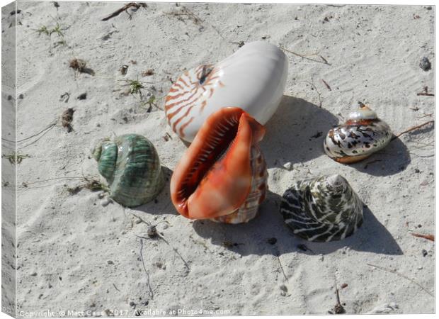Photos of some sea shells on the beach of Mauritiu Canvas Print by Matt Cass