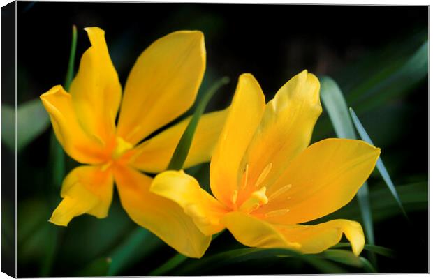 Yellow tulips on nature background Canvas Print by Olena Ivanova