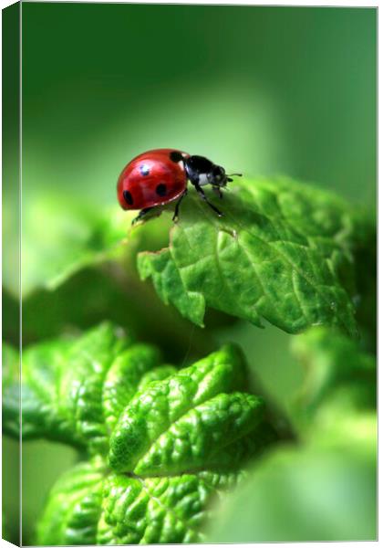 Red ladybug sitting on green leaf Canvas Print by Olena Ivanova