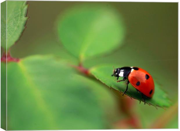 red ladybug Canvas Print by Olena Ivanova