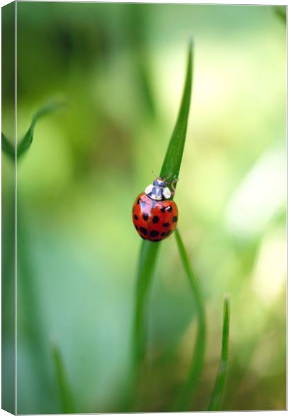 red ladybug on green grass Canvas Print by Olena Ivanova