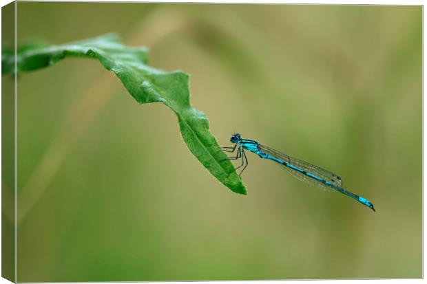 blue dragonfly Canvas Print by Olena Ivanova