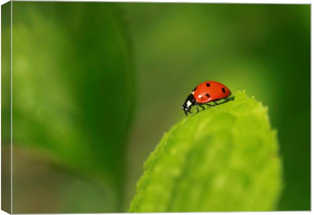 red ladybug sitting on green leaf Canvas Print by Olena Ivanova