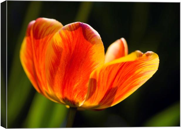 spring sunny tulip Canvas Print by Olena Ivanova