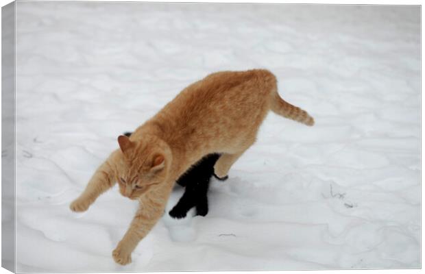 A cat playing with a frisbee in the snow Canvas Print by Olena Ivanova