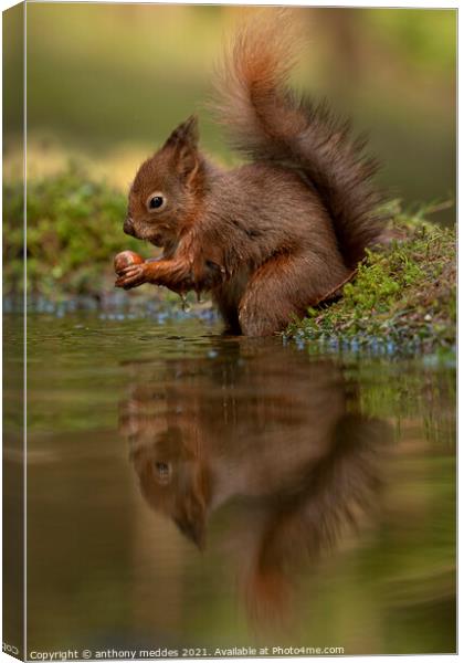 A squirrel looking into a body of water Canvas Print by anthony meddes