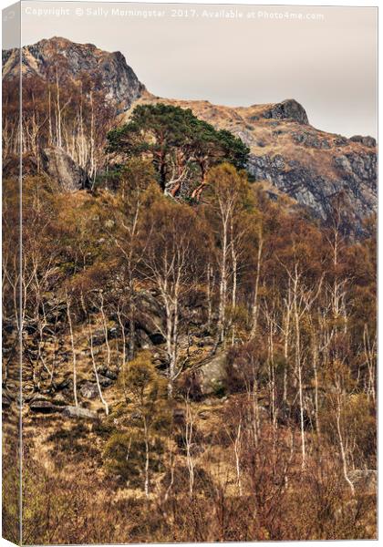 Ancient Pine Tree, Glen Nevis, Scotland Canvas Print by Sally Morningstar
