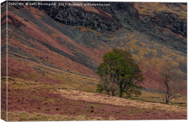 Rock and Tree Canvas Print by Sally Morningstar