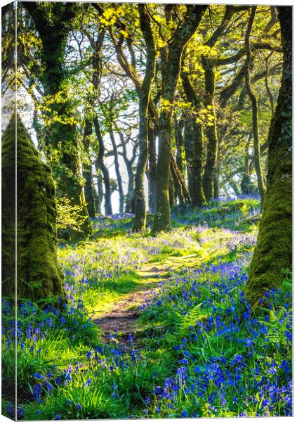 The Secret Woods Canvas Print by Sean Clee