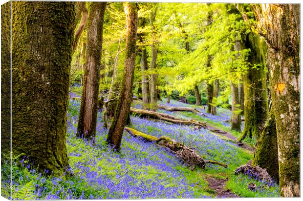 Bluebell Woods Canvas Print by Sean Clee