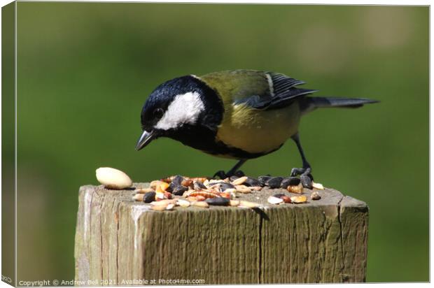 Great Tit Canvas Print by Andrew Bell