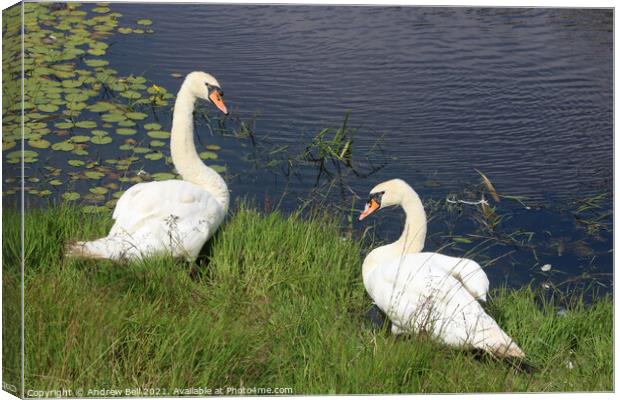 Mute Swans Canvas Print by Andrew Bell