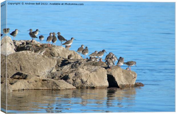 Redshanks on rocks Canvas Print by Andrew Bell