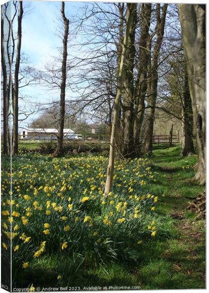 Daffodil footpath Canvas Print by Andrew Bell