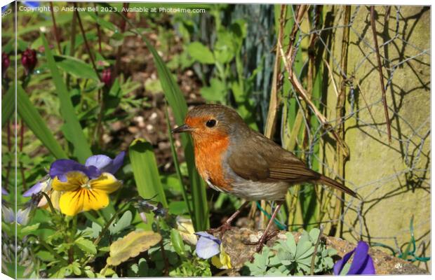 The Garden Robin's Majestic Pose Canvas Print by Andrew Bell