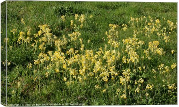 Cowslips, primula veris Canvas Print by Andrew Bell