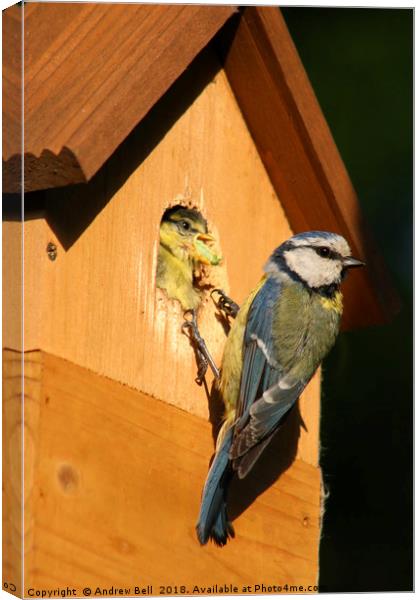 The Nurturing Blue Tit Canvas Print by Andrew Bell