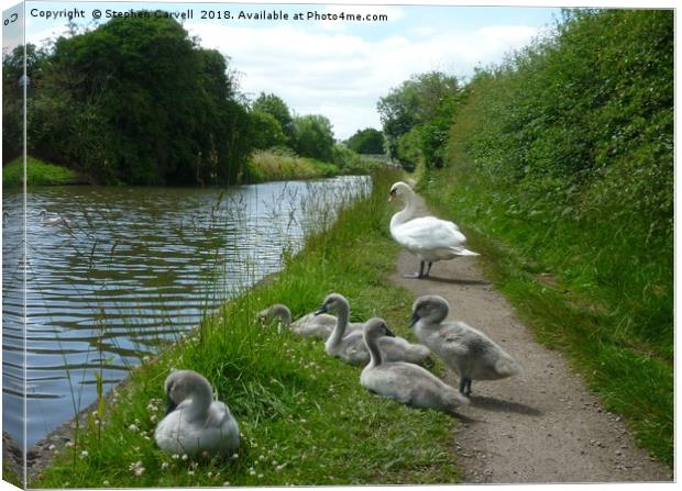 Happy Cygnets, Grand Union Canal, Warwick Canvas Print by Stephen Carvell