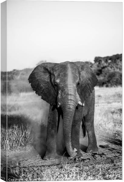 Dusty Elephant Canvas Print by Jared Mein