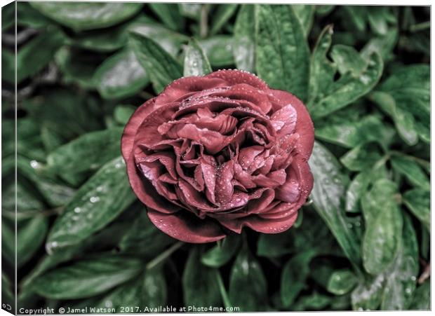 Red Peony Canvas Print by Jamel Watson