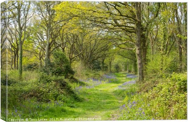 Woodland Walk Canvas Print by Terry Lucas