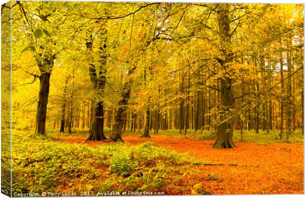  Autumn Trees Canvas Print by Terry Lucas