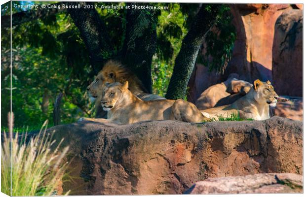 Pride of Lions Canvas Print by Craig Russell