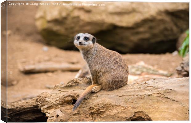 Meerkat on a rock Canvas Print by Craig Russell