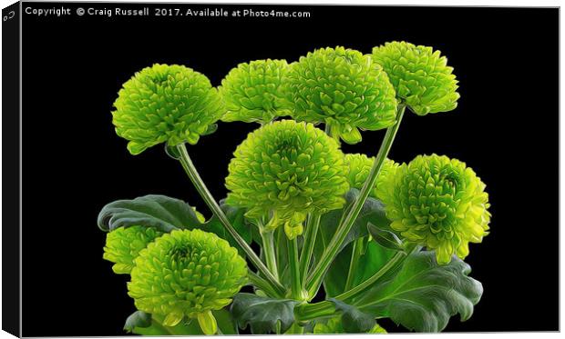 Bunch of Green Button Chrysanthemums Canvas Print by Craig Russell