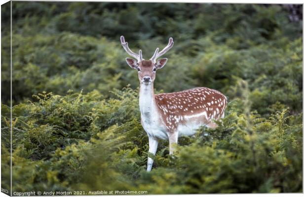 Fallow Deer Stag Canvas Print by Andy Morton