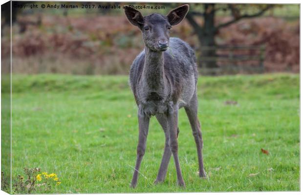 Young Black Deer Canvas Print by Andy Morton