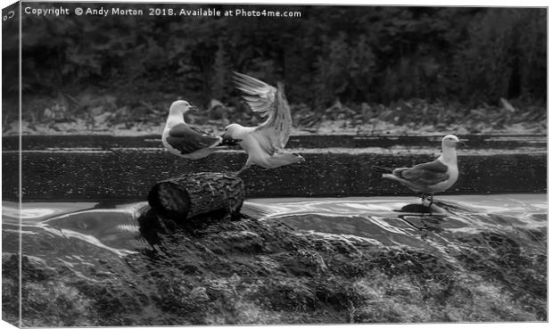 Two Gulls Fighting On The River Soar Canvas Print by Andy Morton