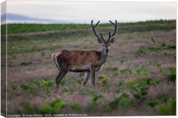 Captivating Gaze of a Young Stag Canvas Print by Andy Morton