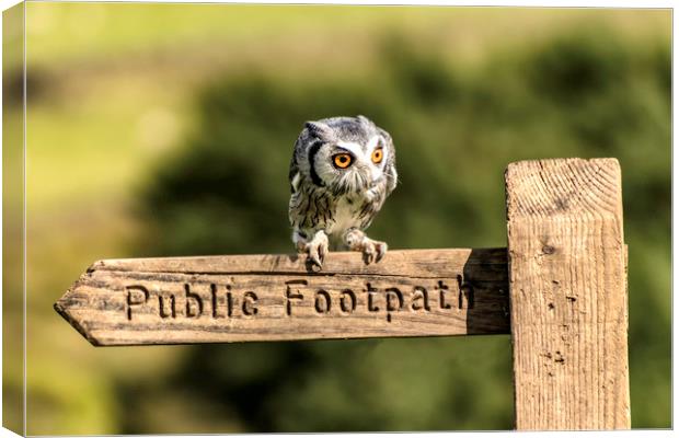 Owl resting on the Sign Post Canvas Print by James Marsden