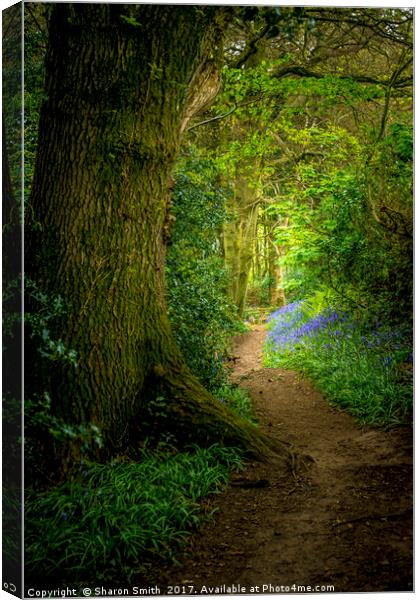 Bluebell Woods Canvas Print by Sharon Smith
