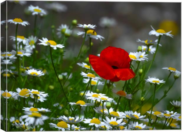 Amongst The Daisey‘s Canvas Print by Sharon Smith