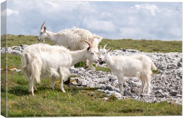 Great Ormes Head Kashmiri goats Canvas Print by North Wales Photography