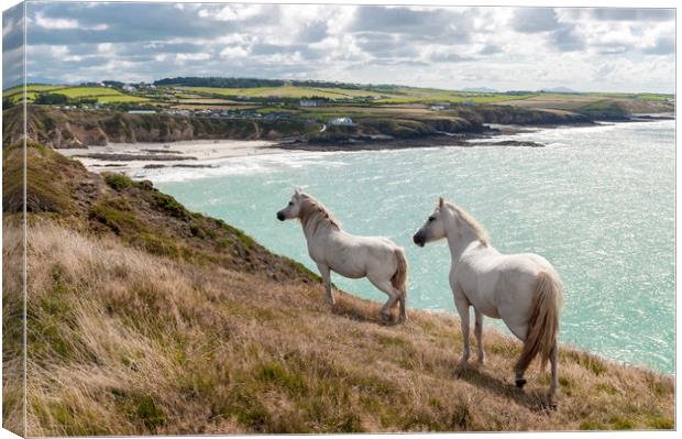 Welsh Ponies  Canvas Print by North Wales Photography