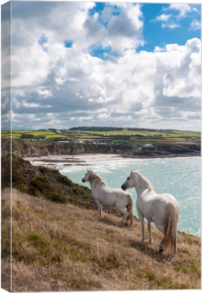 Welsh Ponies Church Bay Canvas Print by North Wales Photography