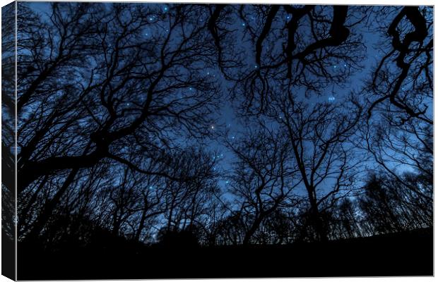 Orion in the trees Canvas Print by Pete Collins