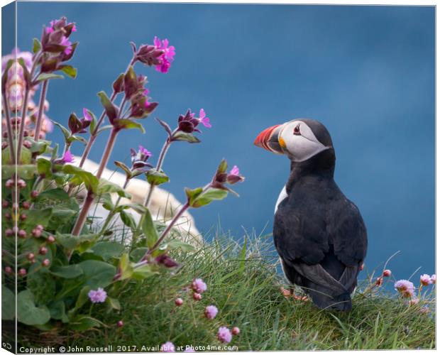 Highland Puffin Canvas Print by John Russell