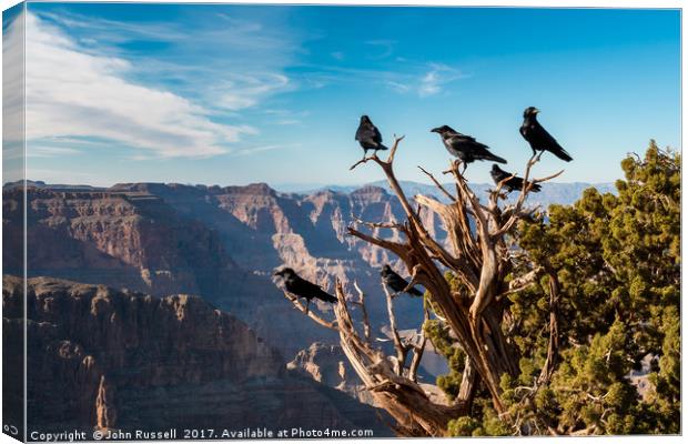 Grand Canyon Raven Canvas Print by John Russell