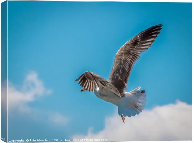 Hanging in the blue... Canvas Print by Iain Merchant