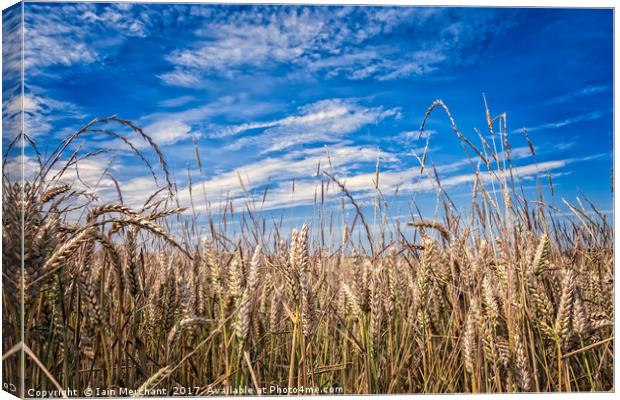 Wheatfields Canvas Print by Iain Merchant