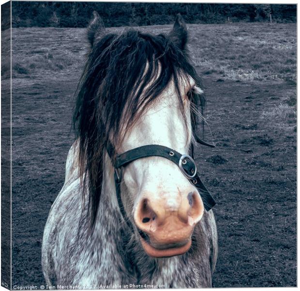 Love the Hairstyle Canvas Print by Iain Merchant