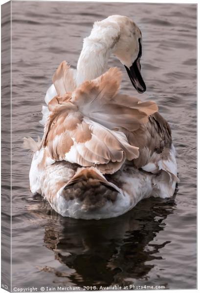 Ruffling Feathers Canvas Print by Iain Merchant